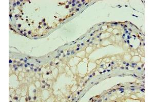 Immunohistochemistry of paraffin-embedded human testis tissue using ABIN7155278 at dilution of 1:100 (MYST2 抗体  (AA 1-214))