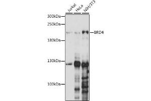 Western blot analysis of extracts of various cell lines, using BRD4 antibody (ABIN6127508, ABIN6137653, ABIN6137654 and ABIN7101457) at 1:1000 dilution. (BRD4 抗体  (AA 1100-1200))