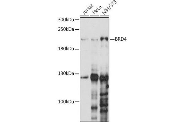 BRD4 抗体  (AA 1100-1200)
