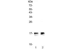 Western blot testing of 1) rat heart and 2) mouse heart lysate with COX4I1 antibody at 0. (COX IV 抗体)