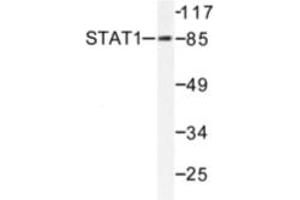 Image no. 1 for anti-Signal Transducer and Activator of Transcription 1, 91kDa (STAT1) (pTyr701) antibody (ABIN318124)