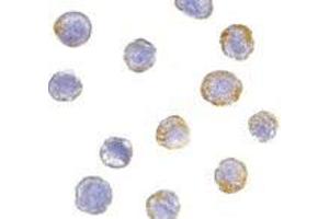 Immunocytochemistry of GFR alpha 2 in HeLa cells with AP30362PU-N GFR alpha 2 antibody at 5 μg/ml. (GFRA2 抗体  (Middle Region))