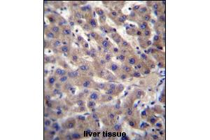 CNTLN Antibody (N-term) (ABIN657091 and ABIN2846249) immunohistochemistry analysis in formalin fixed and paraffin embedded human liver tissue followed by peroxidase conjugation of the secondary antibody and DAB staining. (CNTLN 抗体  (N-Term))