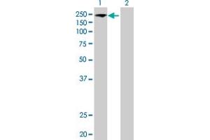 Western Blot analysis of EIF5B expression in transfected 293T cell line by EIF5B MaxPab polyclonal antibody.