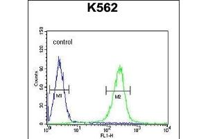 WDR49 Antibody (C-term) (ABIN654826 and ABIN2844501) flow cytometric analysis of K562 cells (right histogram) compared to a negative control cell (left histogram). (WDR49 抗体  (C-Term))