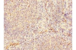 Immunohistochemistry of paraffin-embedded human tonsil tissue using ABIN7147132 at dilution of 1:100