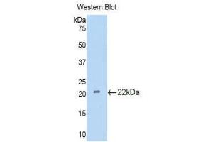 Western Blotting (WB) image for anti-Interleukin 18 Binding Protein (IL18BP) (AA 29-193) antibody (ABIN1859370) (IL18BP 抗体  (AA 29-193))