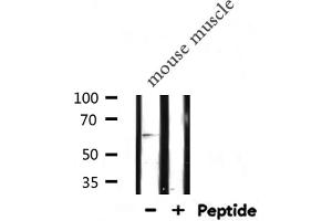 Western blot analysis of TCF4/12 expression in Mouse muscle lysate (TCF4/12 抗体)