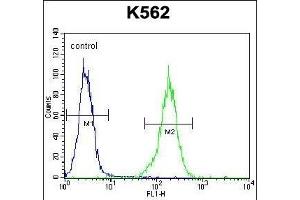 NKAIN1 Antibody (C-term) (ABIN656410 and ABIN2845704) flow cytometric analysis of K562 cells (right histogram) compared to a negative control cell (left histogram). (NKAIN1 抗体  (C-Term))