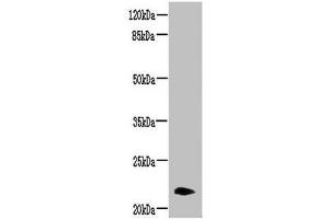 Western blot All lanes: NRSN2 antibody at 3 μg/mL + Mouse liver tissue Secondary Goat polyclonal to rabbit IgG at 1/10000 dilution Predicted band size: 22 kDa Observed band size: 22 kDa (NRSN2 抗体  (AA 1-65))