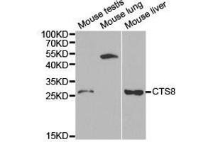 Western Blotting (WB) image for anti-Cystatin 8 (CST8) antibody (ABIN1872052) (CST8 抗体)