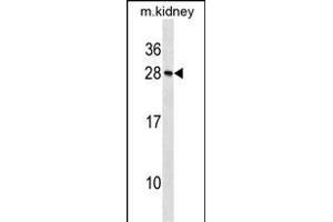 Mouse Rcvrn Antibody (N-term) (ABIN1539345 and ABIN2838308) western blot analysis in mouse kidney tissue lysates (35 μg/lane). (Recoverin 抗体  (N-Term))