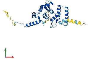 Protein Structure (PS) image for Rhophilin Associated Tail Protein 1-Like (ROPN1L) (AA 1-230) protein (His tag) (ABIN7551500)