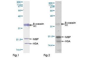 ZAP70 Protein (AA 1-493) (GST tag)