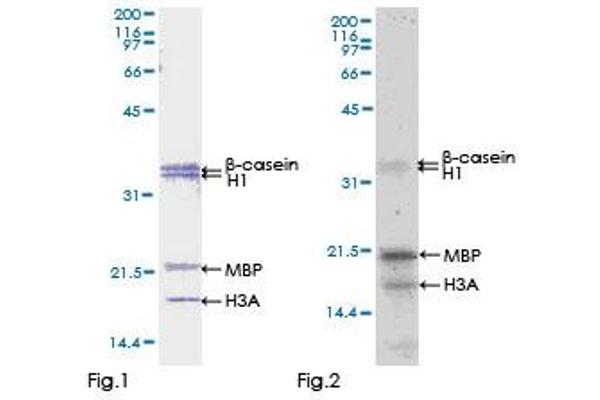 ZAP70 Protein (AA 1-493) (GST tag)