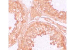 Immunohistochemical staining of human testis cells with NLRP9 polyclonal antibody  at 10 ug/mL. (NLRP9 抗体  (N-Term))