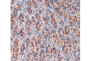 IHC-P analysis of stomach tissue, with DAB staining. (PIGR 抗体  (AA 343-447))