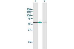 Western Blot analysis of NAP1L1 expression in transfected 293T cell line by NAP1L1 MaxPab polyclonal antibody. (NAP1L1 抗体  (AA 1-391))