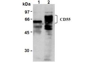 Western Blotting (WB) image for anti-Complement Decay-Accelerating Factor (CD55) antibody (ABIN1106464) (CD55 抗体)