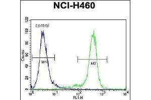 NBN Antibody (C-term) (ABIN655721 and ABIN2845169) flow cytometric analysis of NCI- cells (right histogram) compared to a negative control cell (left histogram).