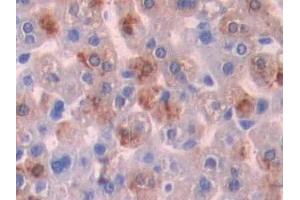 Detection of SHH in Mouse Liver Tissue using Polyclonal Antibody to Hedgehog Homolog, Sonic (SHH) (Sonic Hedgehog 抗体  (AA 28-193))