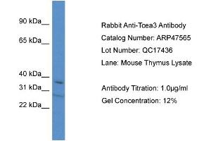 Western Blotting (WB) image for anti-Transcription Elongation Factor A (SII), 3 (TCEA3) (C-Term) antibody (ABIN2783022) (TCEA3 抗体  (C-Term))