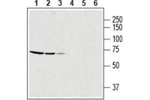 Western blot analysis of rat skeletal muscle lysate (lanes 1 and 4, 1:600), mouse brain membrane (lanes 2 and 5) and human OVCAR3 ovarian adenocarcinoma cell line lysate (lanes 3 and 6): - 1-3. (SLC25A12 抗体  (Intracellular, N-Term))