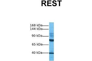 Host:  Rabbit  Target Name:  REST  Sample Tissue:  Human MCF7  Antibody Dilution:  1.