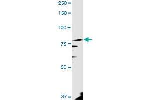 Western Blotting (WB) image for anti-Pantothenate Kinase 4 (PANK4) (AA 1-773) antibody (ABIN949435)