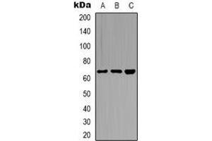 Western blot analysis of CstF-64T expression in Hela (A), PC3 (B), MCF7 (C) whole cell lysates.