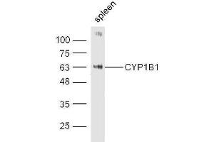 Mouse spleen probed with Rabbit Anti-CYP1B1 Polyclonal Antibody, Unconjugated  at 1:500 for 90 min at 37˚C. (CYP1B1 抗体  (AA 441-543))