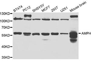 Western blot analysis of extracts of various cell lines, using AMPH antibody (ABIN5973122) at 1/1000 dilution. (Amphiphysin 抗体)