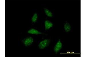 Immunofluorescence of purified MaxPab antibody to ISG20L1 on HeLa cell. (AEN 抗体  (AA 1-325))
