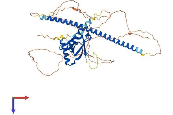 NOS1AP Protein (AA 1-503) (His tag)