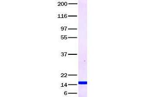 Validation with Western Blot (CCL28 蛋白)