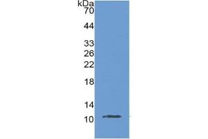 WB of Protein Standard: different control antibodies  against Highly purified E. (MUC2 ELISA 试剂盒)