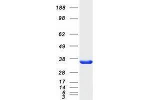 Western Blotting (WB) image for Sulfotransferase Family 4A, Member 1 (SULT4A1) protein (Myc-DYKDDDDK Tag) (ABIN2732972)