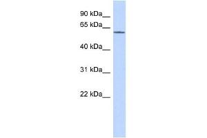 KCNG1 antibody used at 1 ug/ml to detect target protein. (KCNG1 抗体  (N-Term))