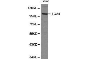 Western blot analysis of Jurkat cell lysate using ITGA4 antibody. (ITGA4 抗体  (C-Term))
