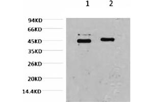 Western blot analysis of Hela, diluted at 1) 1:2000, 2) 1:5000. (Caspase 9 抗体)