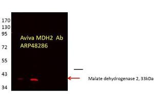 MDH2 antibody - C-terminal region  validated by WB using Proximal kidney tubules purfied from cortex at 1:1000. (MDH2 抗体  (C-Term))