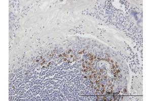 Immunoperoxidase of purified MaxPab antibody to FAIM3 on formalin-fixed paraffin-embedded human tonsil. (FAIM3 抗体  (AA 1-390))