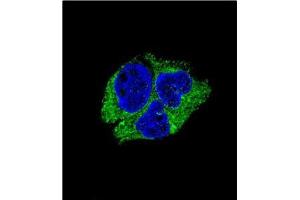 Immunofluorescence (IF) image for anti-serpin Peptidase Inhibitor, Clade I (neuroserpin), Member 1 (SERPINI1) (AA 26-53), (N-Term) antibody (ABIN953686)