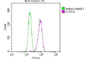 Overlay histogram showing Hela cells stained with ABIN7127459 (red line) at 1:50. (Recombinant DNM2 抗体)