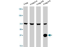 The AURKC polyclonal antibody  is used in Western blot to detect AURKC in lysates of 293 cells expressing Flag tag (lane 1) , Flag-tagged AURKA (lane 2) , Flag-tagged AURKB (lane 3) , Flag-tagged AURKC (lane 4) . (Aurora Kinase C 抗体  (N-Term))