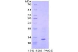 SDS-PAGE of Protein Standard from the Kit  (Highly purified E. (BMP7 ELISA 试剂盒)