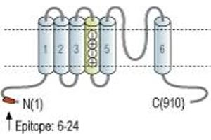 Representative domain view of the target of ABIN7043277.