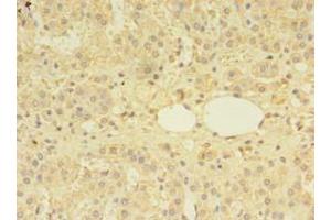 Immunohistochemistry of paraffin-embedded human adrenal gland tissue using ABIN7159585 at dilution of 1:100 (MTR 抗体  (AA 923-1265))