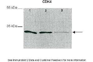 Western Blotting (WB) image for anti-Cyclin-Dependent Kinase 4 (CDK4) (C-Term) antibody (ABIN2779310)