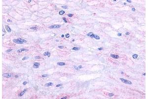 Anti-Neurokinin A Receptor antibody  ABIN1049100 IHC staining of human small intestine, muscularis propria. (TACR2 抗体  (C-Term))